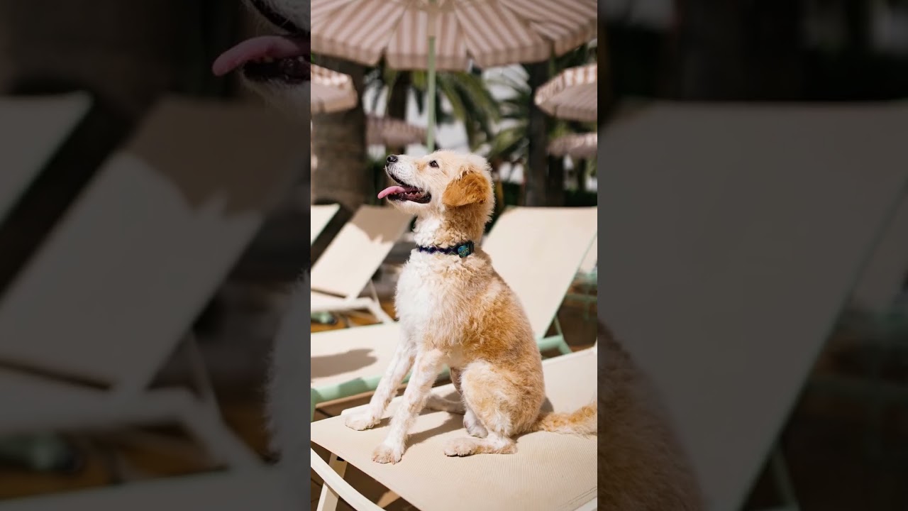 🐾Sun, sea, and… your dog by your side? At Sol House The Studio, your friends are more than welcome 🐶