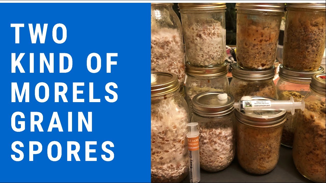 Morel Mushroom Project 2021.