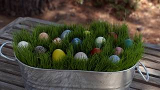 Living Easter Basket