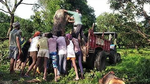 Extremely Dangerous Heavy Tree Loading On Tractor | Skill of loading wood | #naturetalkies