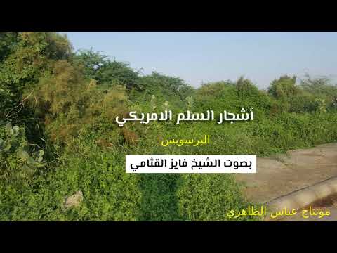 السلم الامريكي البرسوبس نافع للنحل الشيخ فائز القثامي 