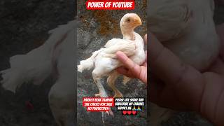 parrot beak tampar tail chicks available #trending #ytshorts #viral #birds #pets #chicken