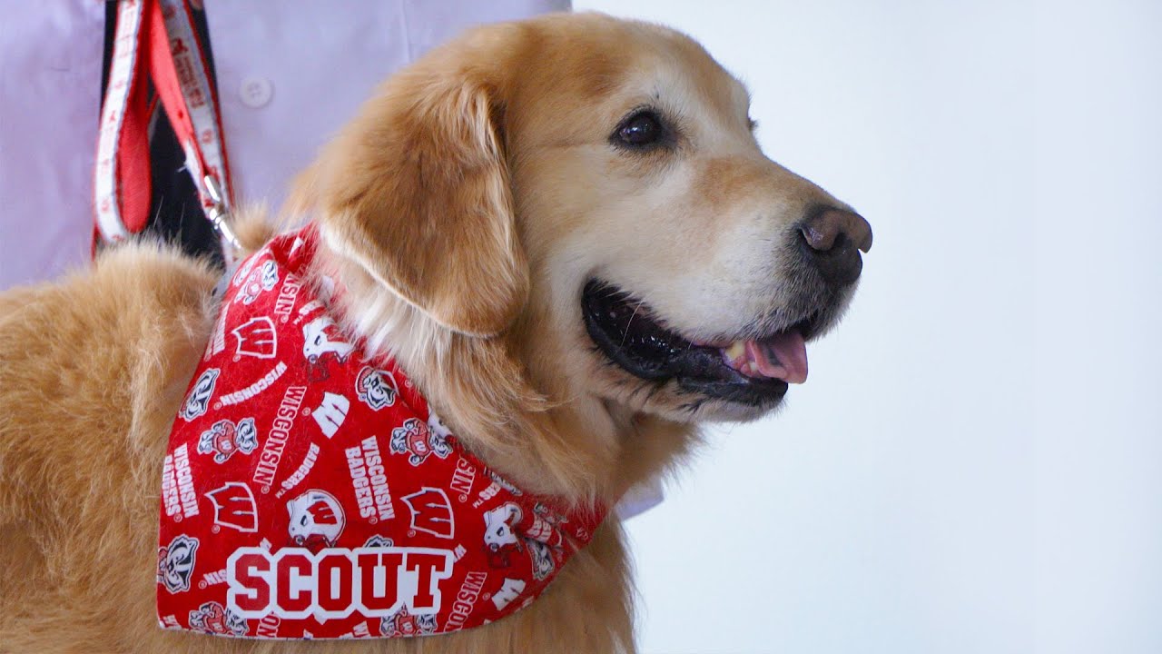 The Wisconsin School of Veterinary Medicine teams up with WeatherTech