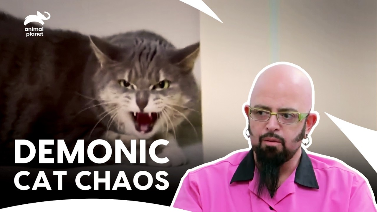 Владельцы кошек сталкиваются с проблемой экстремального поведения своих питомцев | Моя кошка из а...