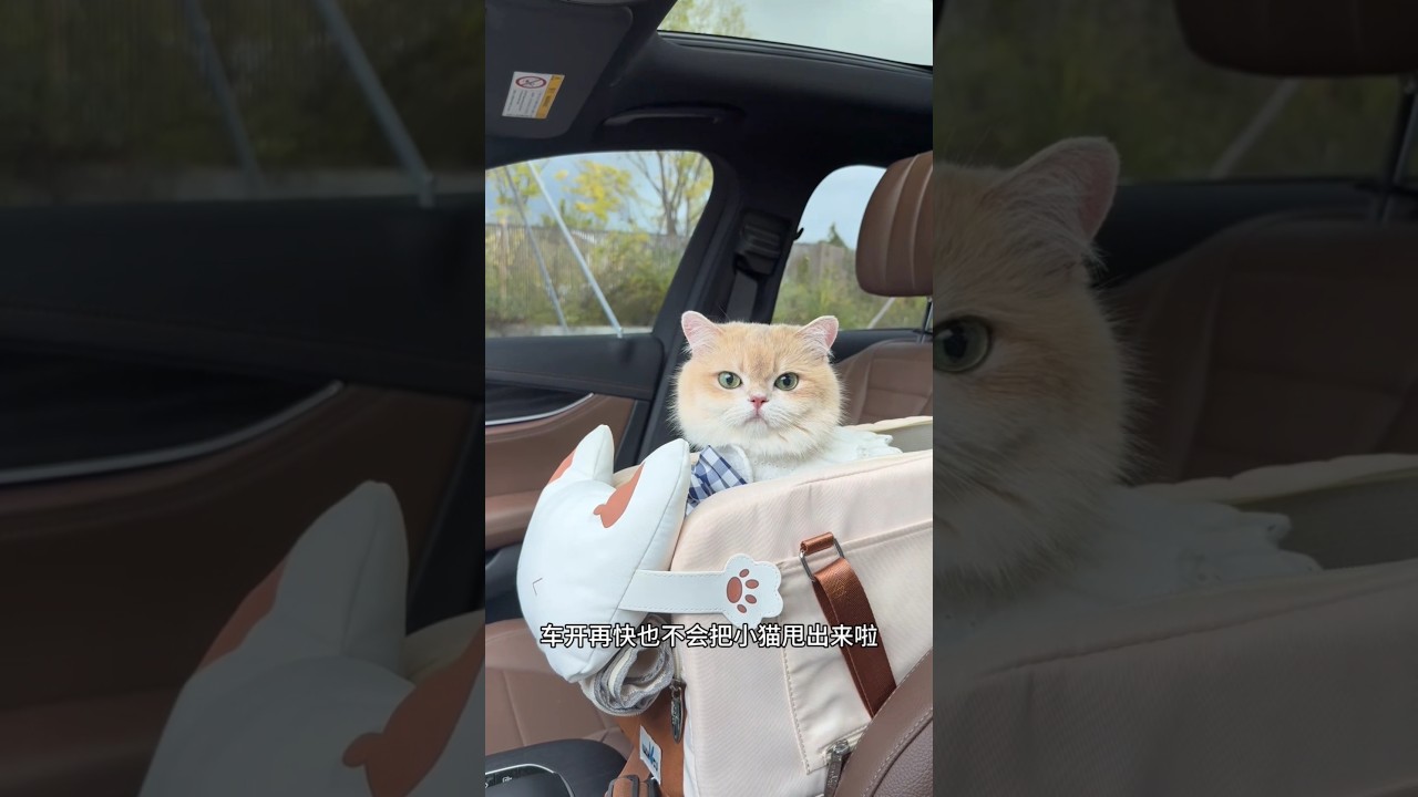 When Your Cat Becomes a VIP Passenger 😹💺 