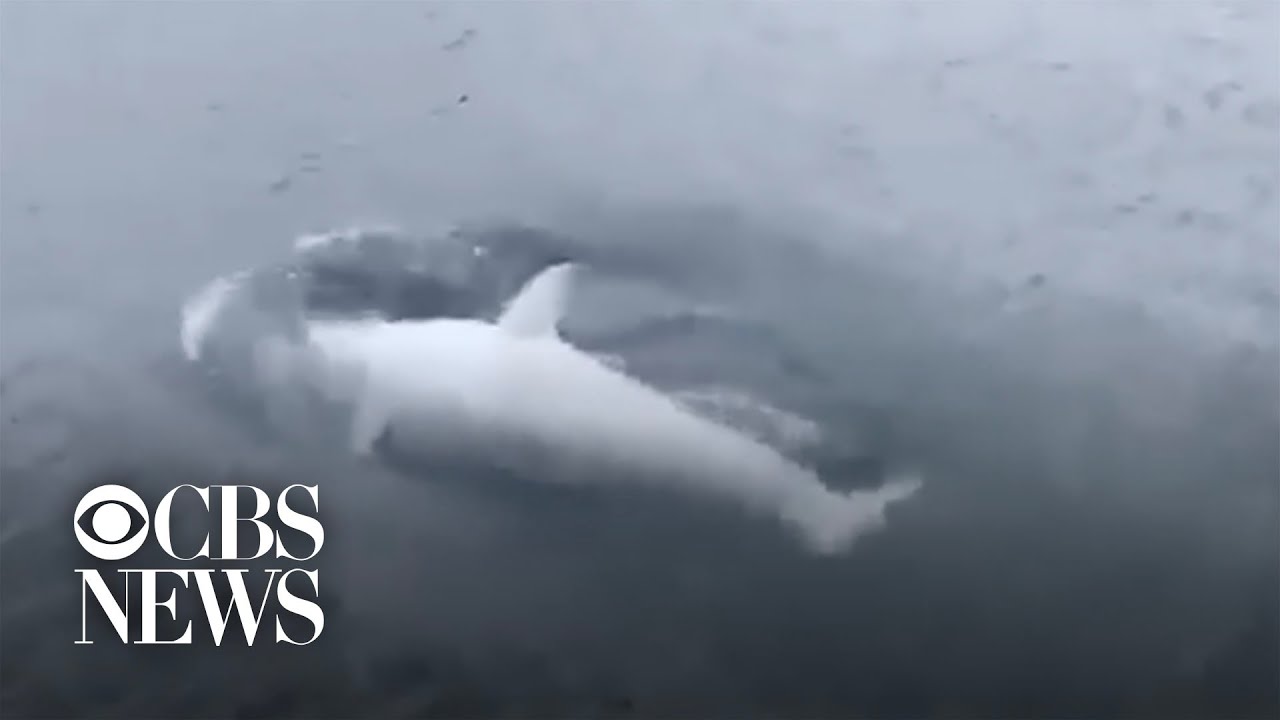 Rare white killer whale spotted in Alaska - YouTube
