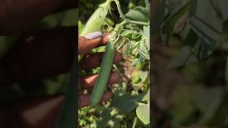 Nothing beats the taste of home-grown peas! 🏠🌱#PeaHarvesting  #OrganicFarming #KitchenGarden