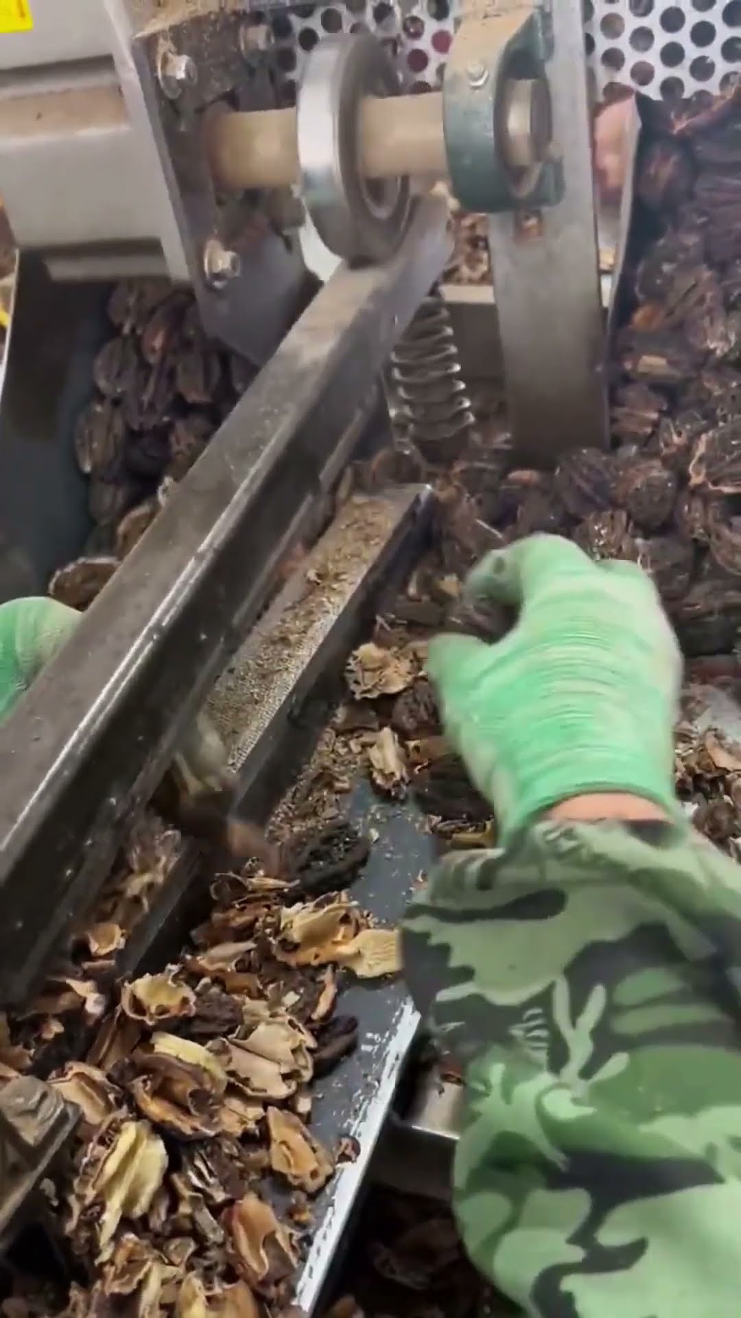 The process of removing the walnut meat- Good tools and machinery make work easy