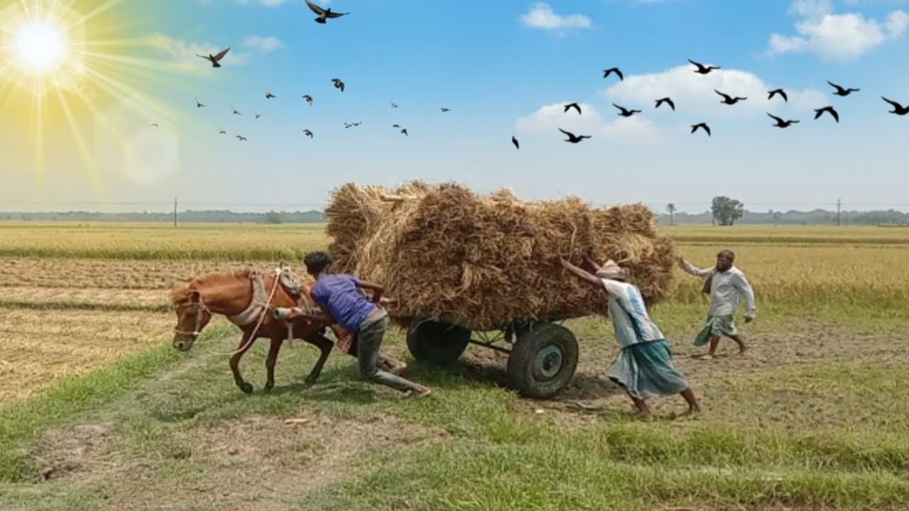 Traditional Paddy Farming: Loading Rice from Deep Mud & Transport by ...