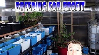 Breeding for Profit with Master Guppy Breeder Sam  New Greenhouse