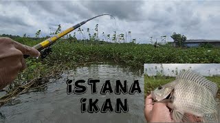 mancing nyobok di rawa semarang.. pas sarang ikan nila #mancing #nyobok #strike #fishing #jonpletes