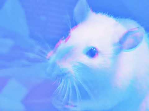 A Rat's Wake ft Toasty 