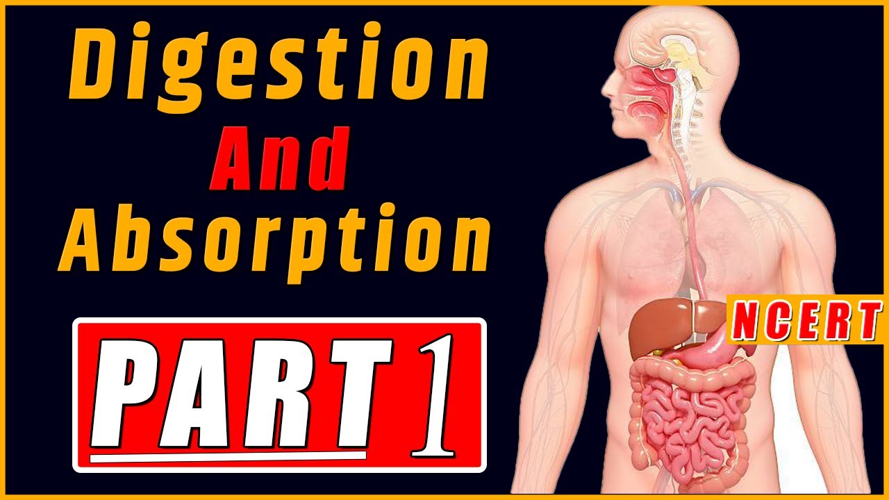 Digestion and absorption class 11 #upboardwallah #bestexplanation - YouTube