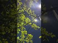 Green relaxing dark blue sky #relaxingmusic