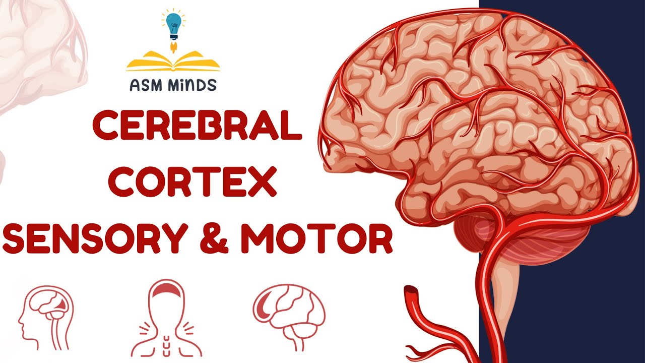 Cerebral Cortex 1 Sensory & Motor - YouTube