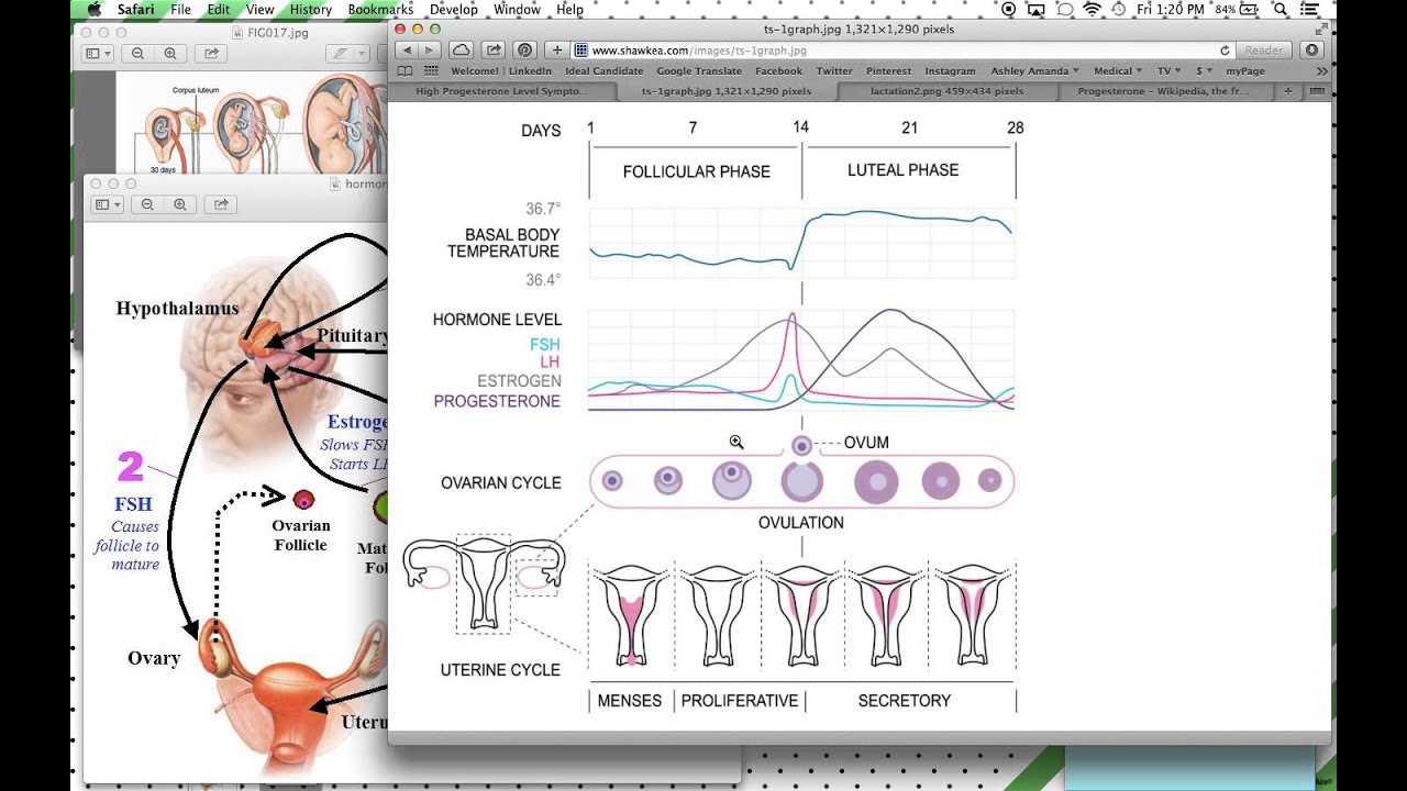 Birth Control Estrogen And Progestin Chart