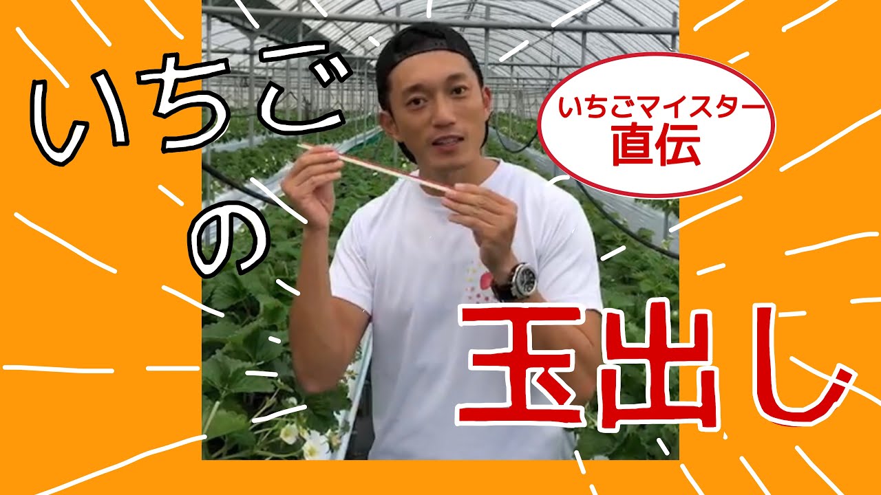 いちごマイスターが教える いちごの玉出し Youtube