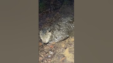 Muddy bobcat. Connected overnight #predator #trapping #bobcat #hunting #wildlife