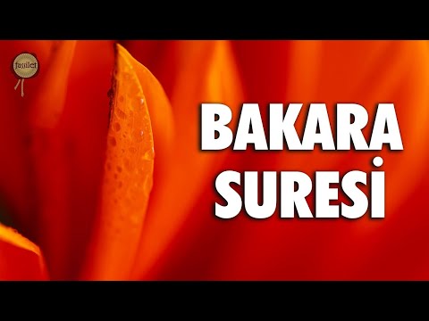 Bana dua edince dua edenin duasına cevap veririm | Bakara Suresi - Ali Turan