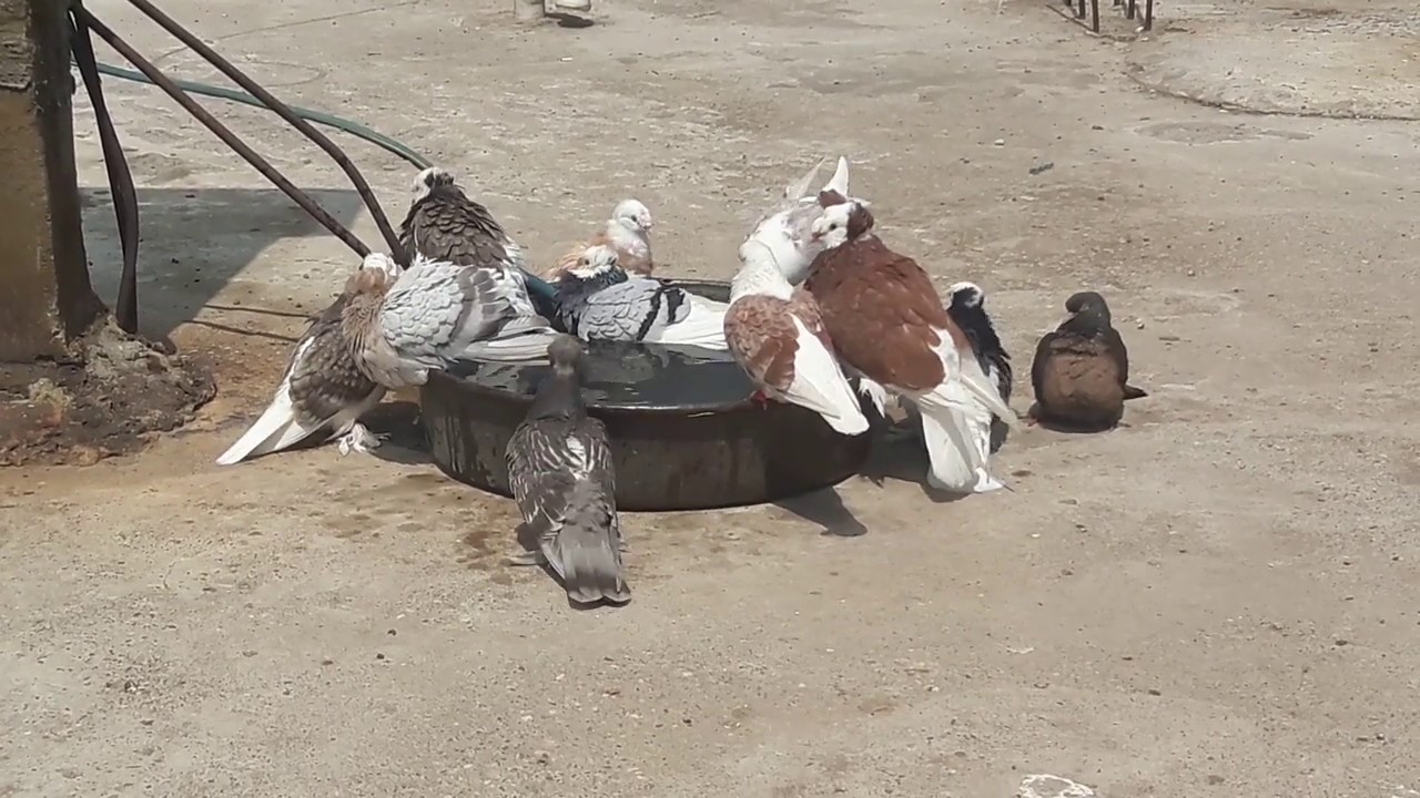 SULU İSHAL-ÇİÇEK-GÖZ SULANMASI HASTALIĞI İÇİN NE YAPMAK LAZIM - YouTube