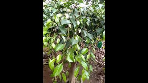 Tshuaj mob ntsws nce dej