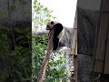 Funny Panda Show 3