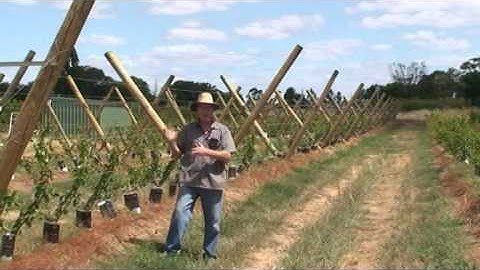 Introduction to Apricot Training Experiment