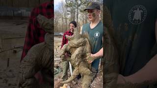 An Injured Alligator Snapping Turtle alligatorsnappingturtle snappingturtle turtles
