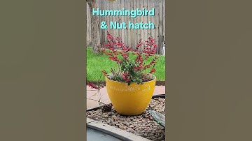 Black chinned hummingbird & nuthatch