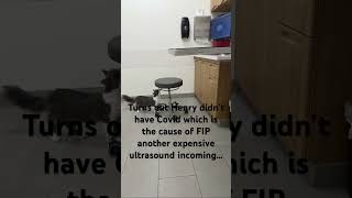 We thought my kitten had FIP because he had all the symptoms, but turns out he doesn’t.
