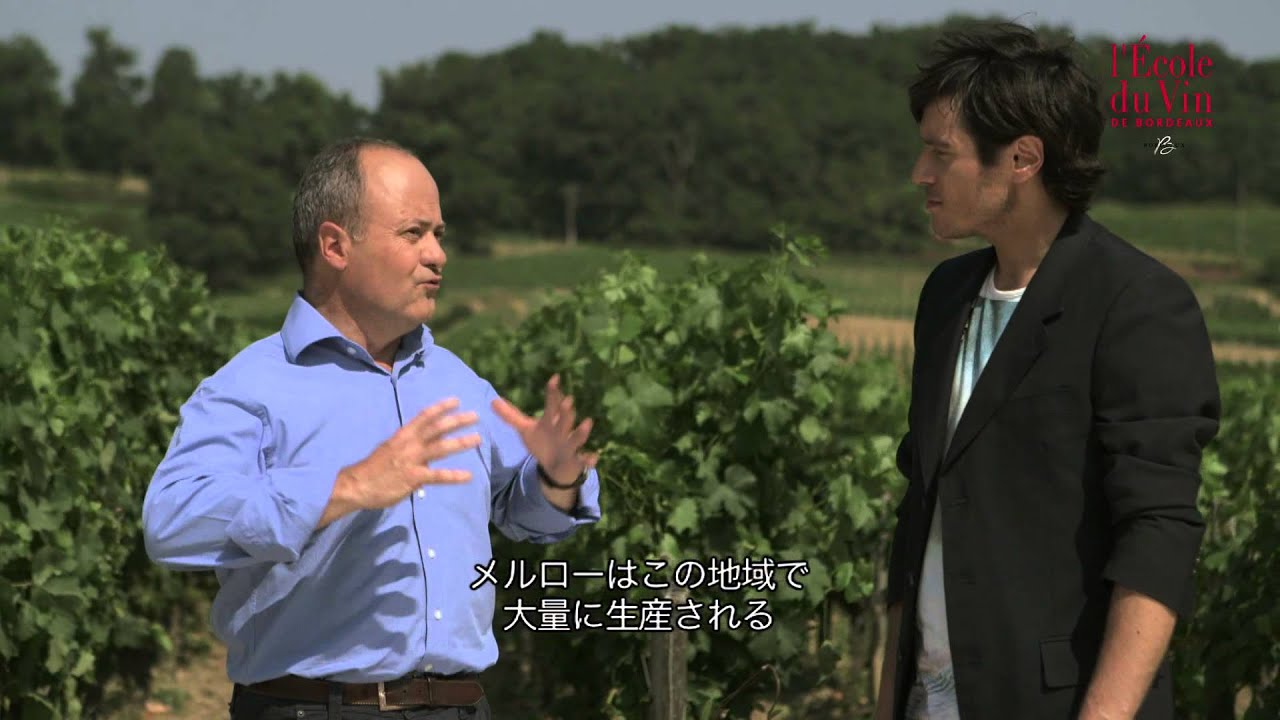 red wine reduction sauce ボルドーワインに使用されるブドウの品種 - Cépages: the Bordeaux varietals