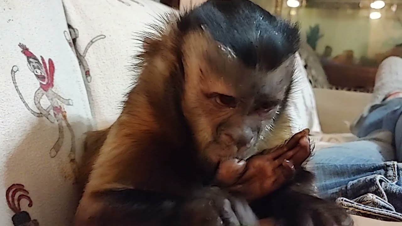 Money Changes A Monkey Says Gunner Boeh