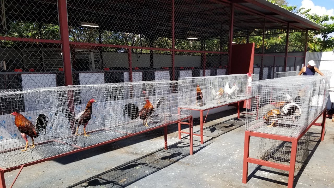 Los Gallitos Haciendo Bien Sus Trabajos