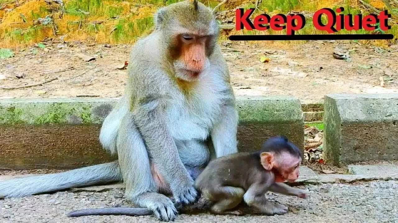Papa Monkey Balu, Keep Quietly By Baby Bido, He's Loud On The Roadside   !