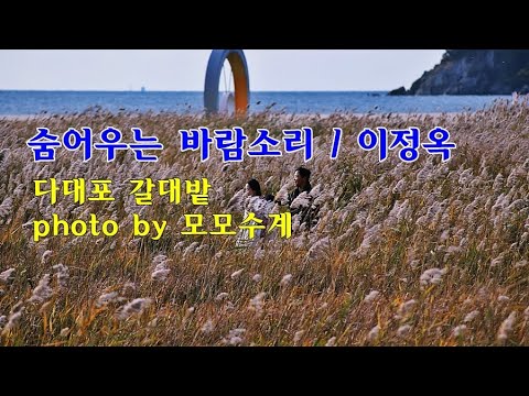 다대포 갈대밭 &amp;amp; 숨어우는 바람소리 / 이정옥 &amp;amp; photo by <strong>모모수계</strong>