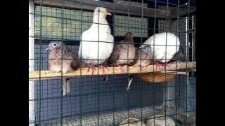 mantau piyik di puter bunyi menit 15:51 #perkututbangkokgacor #birds #merbukgacor