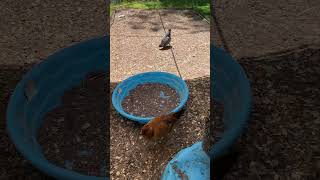 What are the kiddy pools with the chickens for? #chicken #homestead #homestead #chickens