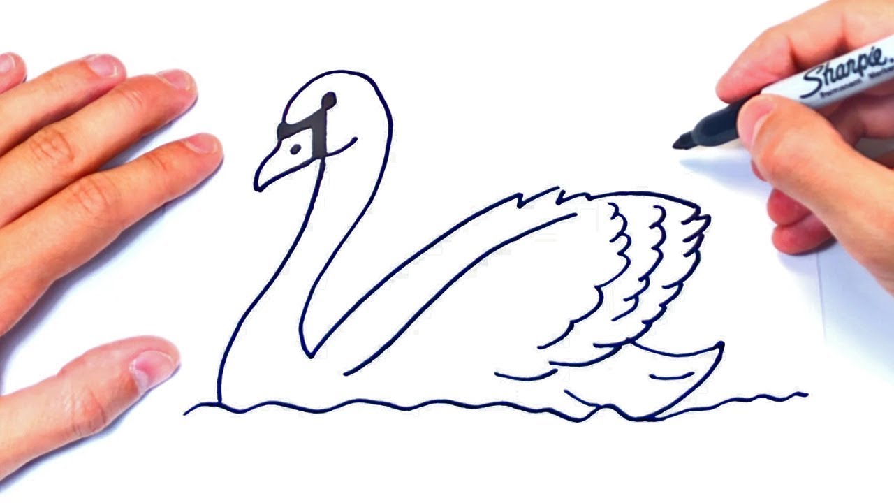 Cómo dibujar un Cisne Paso a Paso | Dibujo de Cisne Lindo - thptnganamst.edu.vn