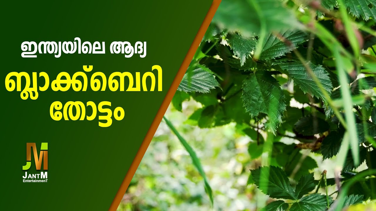 ഇന്ത്യയിലെ ആദ്യ ബ്ലാക്ബെറി തോട്ടം