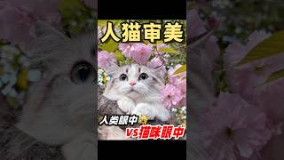 猫咪🐱与人类之间的审美观差距‼️原来这么大⁉️#养猫经验分享 #新手养猫 #科学养猫 #猫咪视角 #猫咪审美 #猫 #猫咪
