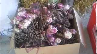 Canna Lilies - Harvesting and storage of bulb Rhiz