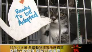 [全國動物收容所感恩週 收容所籲領養] 洛城18台晚間新聞11082012