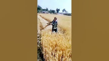 The traditional process of cutting wheat = good tools for increased efficiency