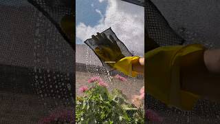 WINDOW SPEED SCRUB 🫧🌺 #asmr #window #clean