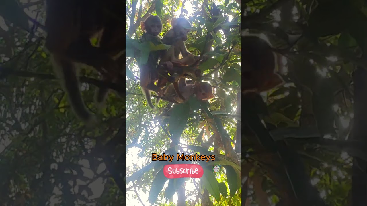 You’ll Watch This Twice – Adorable Baby Monkeys 🐒 