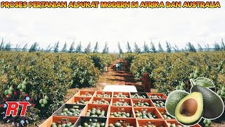 AFRICAN AND AUSTRALIAN AVOCADO MODERN AGRICULTURE | MODERN AGRICULTURAL TECHNOLOGY screenshot 5