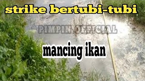 Strike Bertubi-tubi Mancing Ikan Di sini || pimpin official