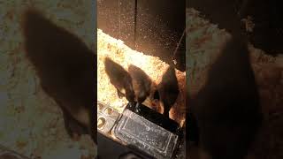 My Ducks When They Were Little