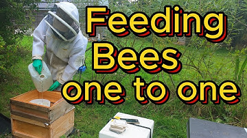feeding bees 1 to 1 sugar syrup