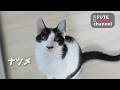 ナツメ　卒業【保護子猫】